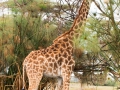 Giraffe-im-Wasser-grasend