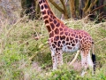 Giraffe-stolz-Afrika-Lake-Nakuru