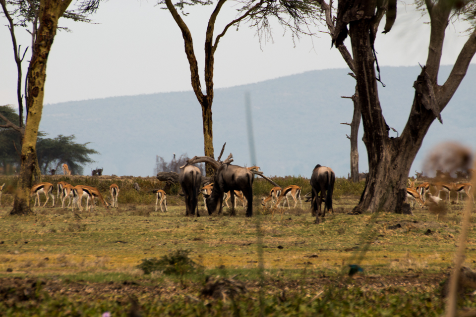 Gnu-mit-Gazelle-Lake-Nakuru