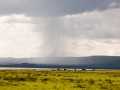 Gnus-Unwetter-Lake-Nakuru