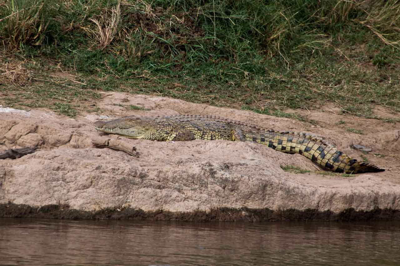 Krokodil (1)