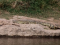 Krokodil (1)