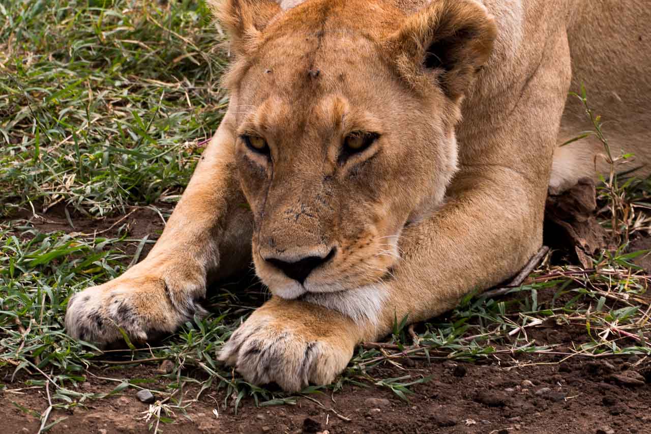 Löwe – Kostenlose Tierbilder