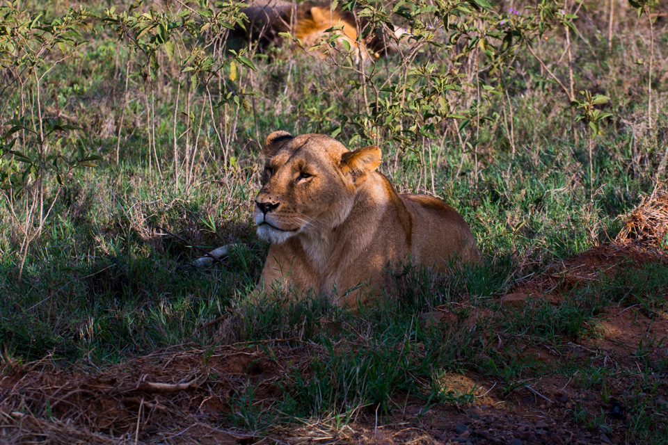 Löwin-Mittagszeit-safari