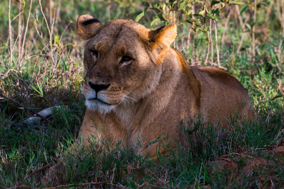 Löwin-Siesta-Afrika
