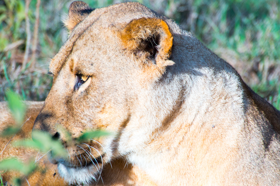 Löwin-auf-Lauer-Afrika