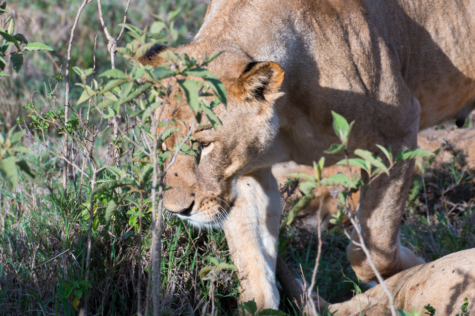 Löwin-auf-der-Jagd-Afrika