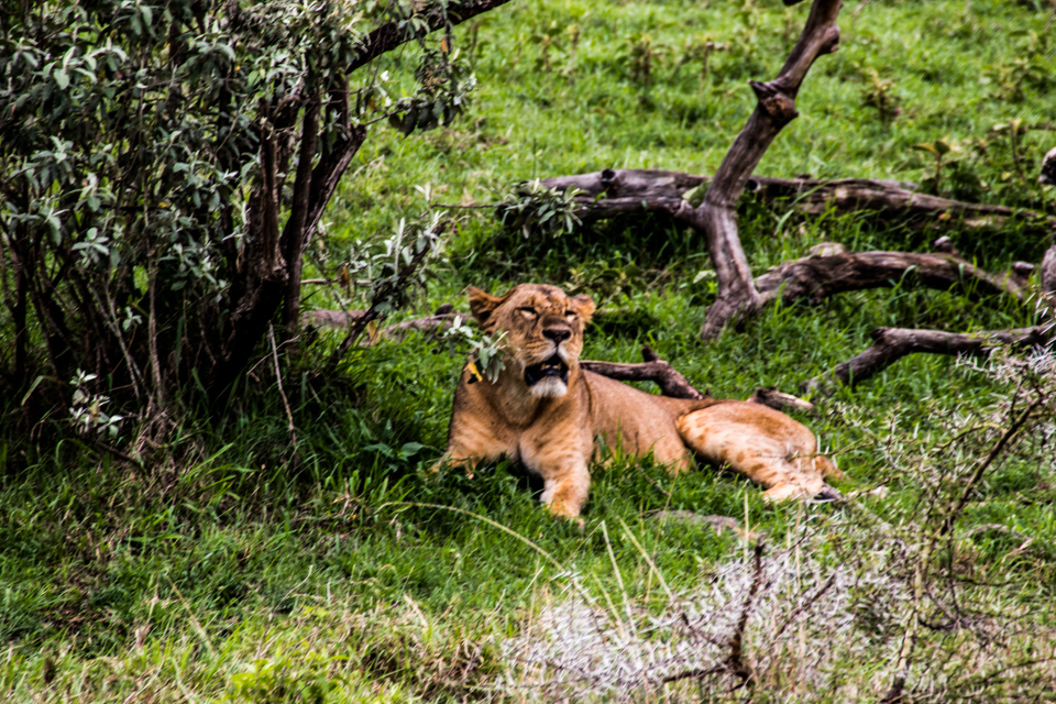 Löwin-gähnend-Afrika