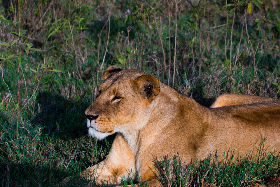 Löwin-in-der-Sonne-Afrika