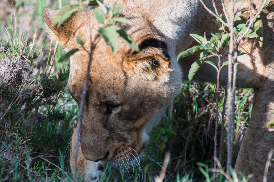 Löwin-interessiert-LAke-Nakuru