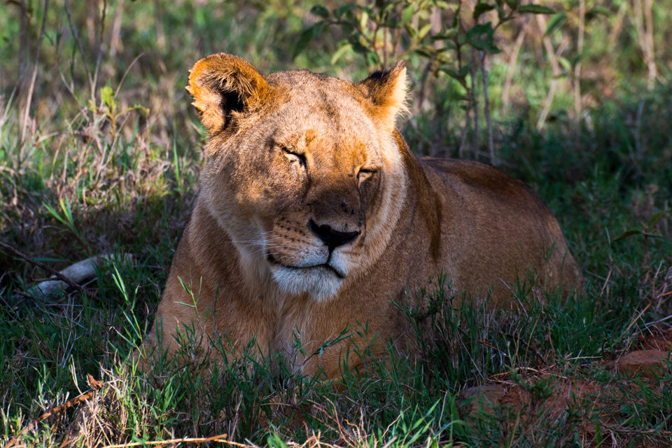 Löwin-zwinkert-Afrika
