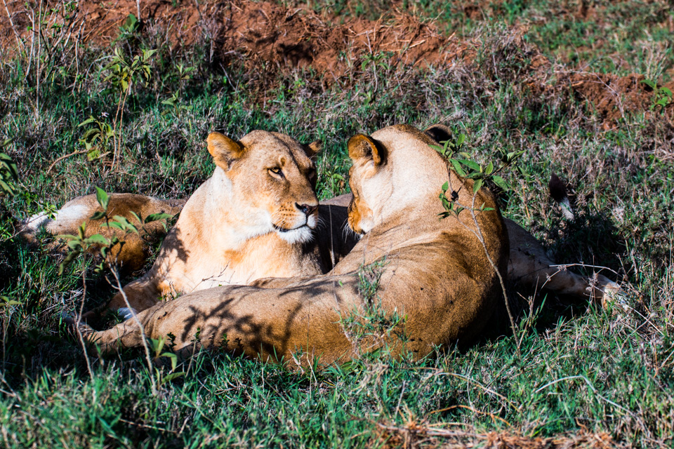 Löwinnen-gemeinsam-Afrika