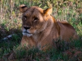 Löwin-Siesta-Afrika