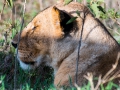 Löwin-beim-Sonnenbad-Afrika
