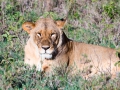 Löwin-träumt-Afrika
