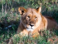Löwin-traurig-Afrika