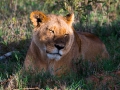 Löwin-zwinkert-Afrika