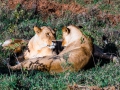 Löwinnen-gemeinsam-Afrika