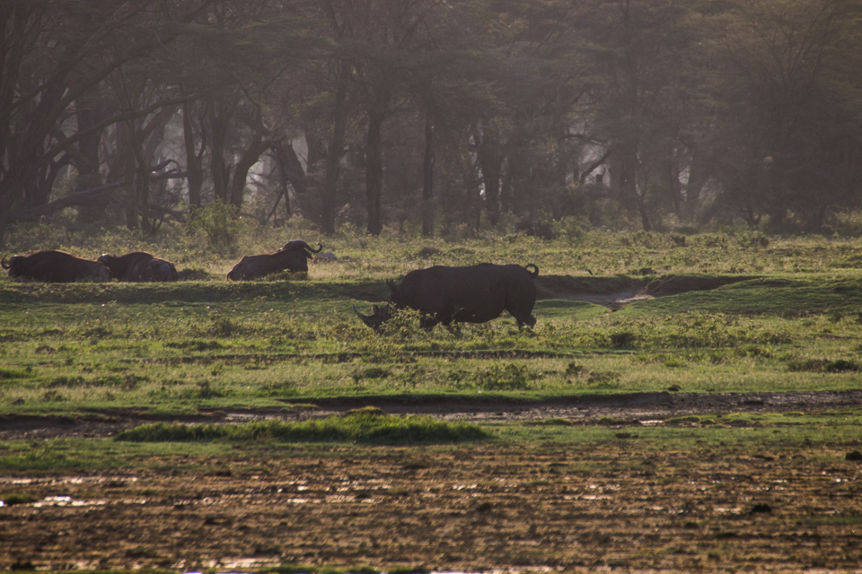 Graues-Nashorn-am-Flußufer-Afrika
