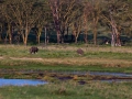Graue-Nashörner-am-Ufer