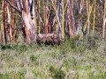 Nashorn-Safari-Afrika