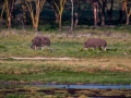 Zwei-Graue-Nashörner-LakeNakuru