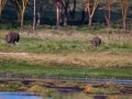 Zwei-graue-Nashörner-in-freier-Wildbahn