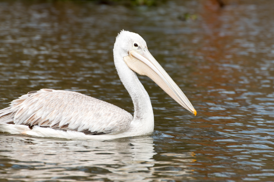 Pelikan-auf-Wasser-Afrika