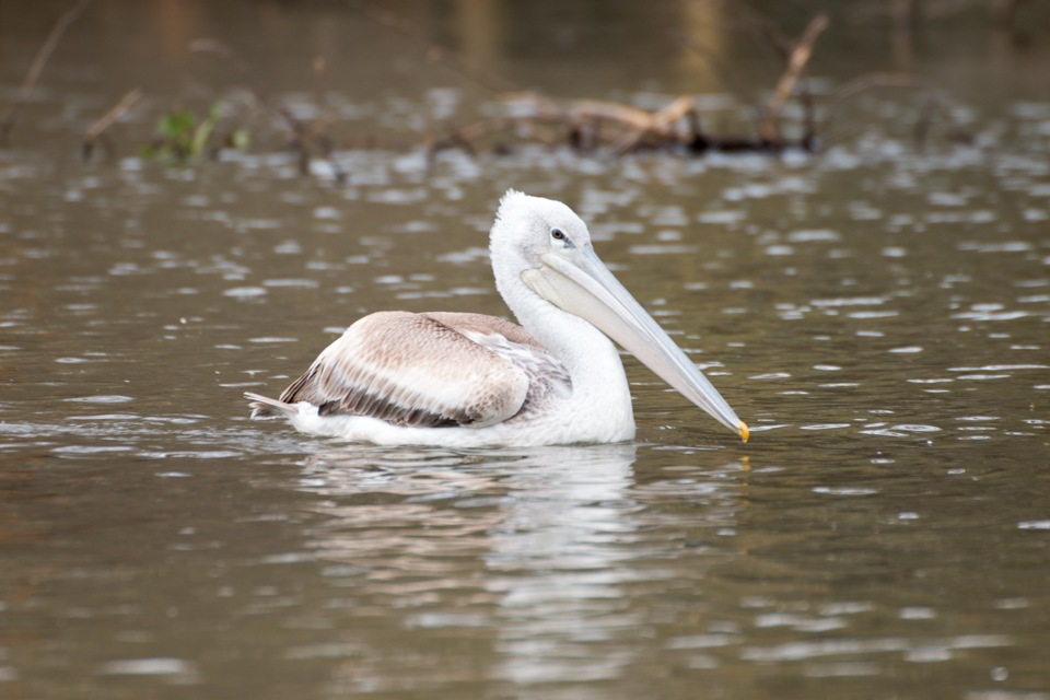 Pelikan-auf-Wasser