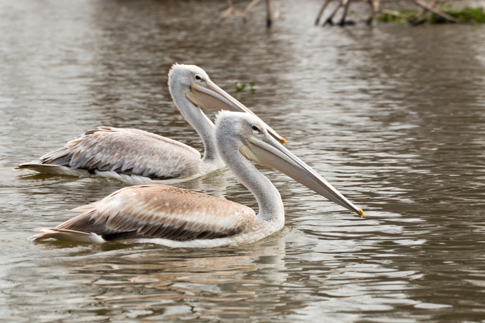 Zwei-Pelikane-Afrika