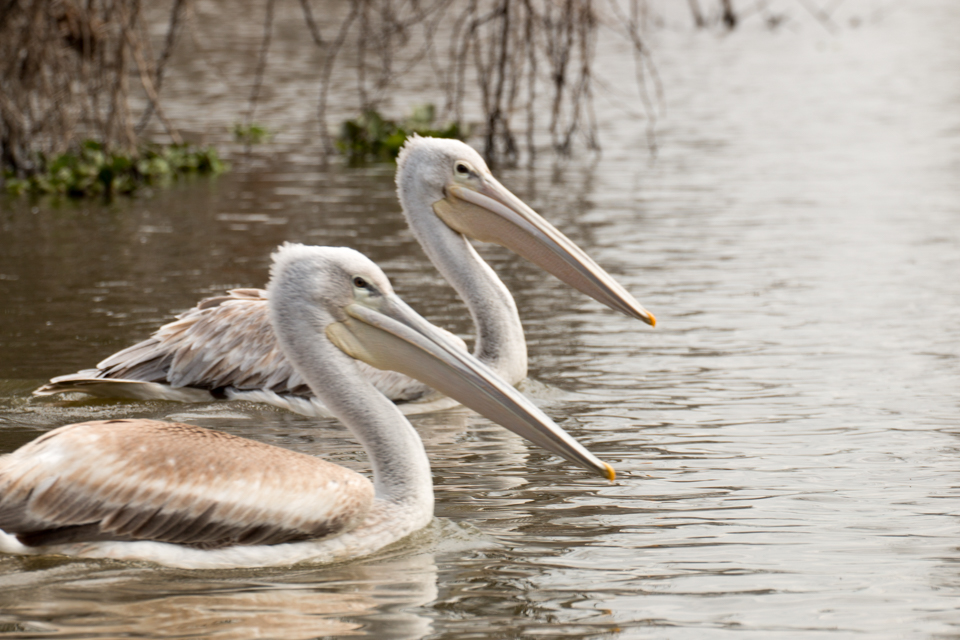 Zwei-Pelikane-Lake-Nakuru-Afrika