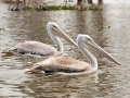 Zwei-Pelikane-Lake-Nakuru