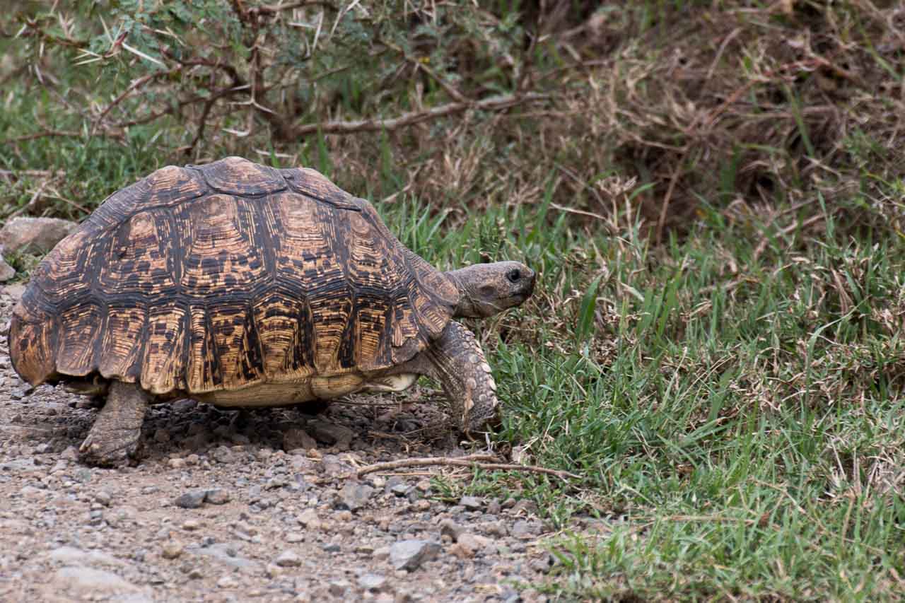 Schildkröte (3)