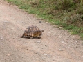 Schildkröte (1)