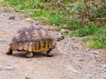 Schildkröte-Lake-Nakuru