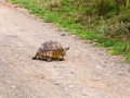 Schildkröte-auf-Straße