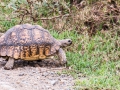 Wildtier-Schildkröte-Lake-Nakuru