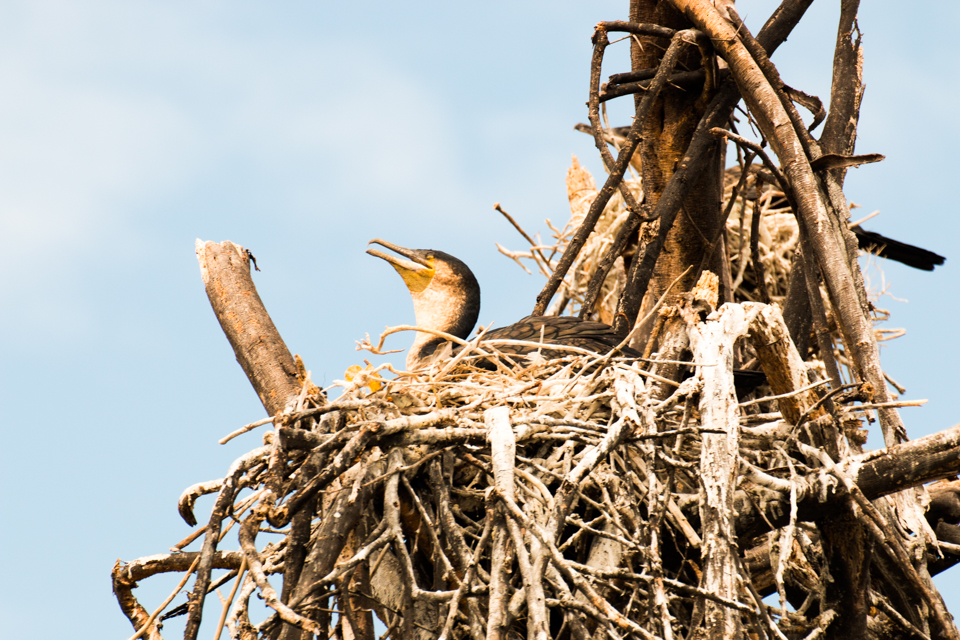 Einsamer-Vogel-im-Nest