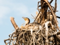 Einsamer-Vogel-im-Nest