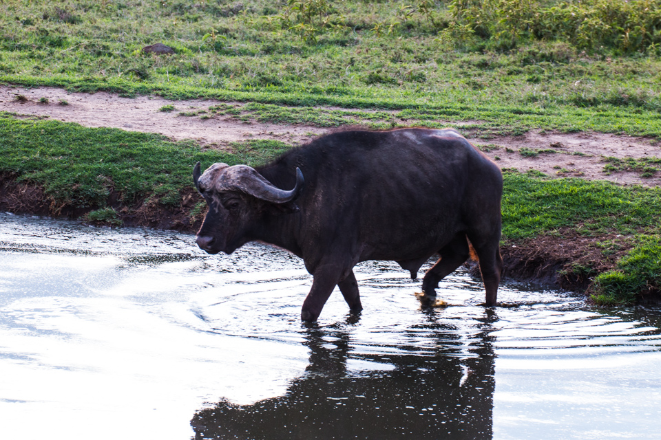 LakeNakuruLodge-Wasserbüffel