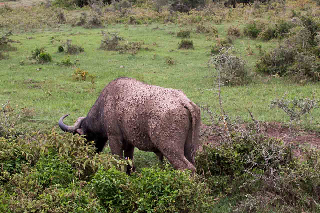 Wasserbüffel (3) Grasend mit Schlamm Lake Nakuru Nationalpark in Kenia Afrika