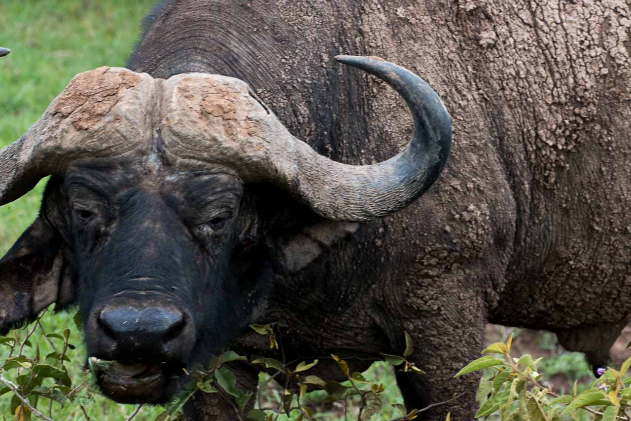 Wasserbüffel (4) Großaufnahme mit Horn in Kenia