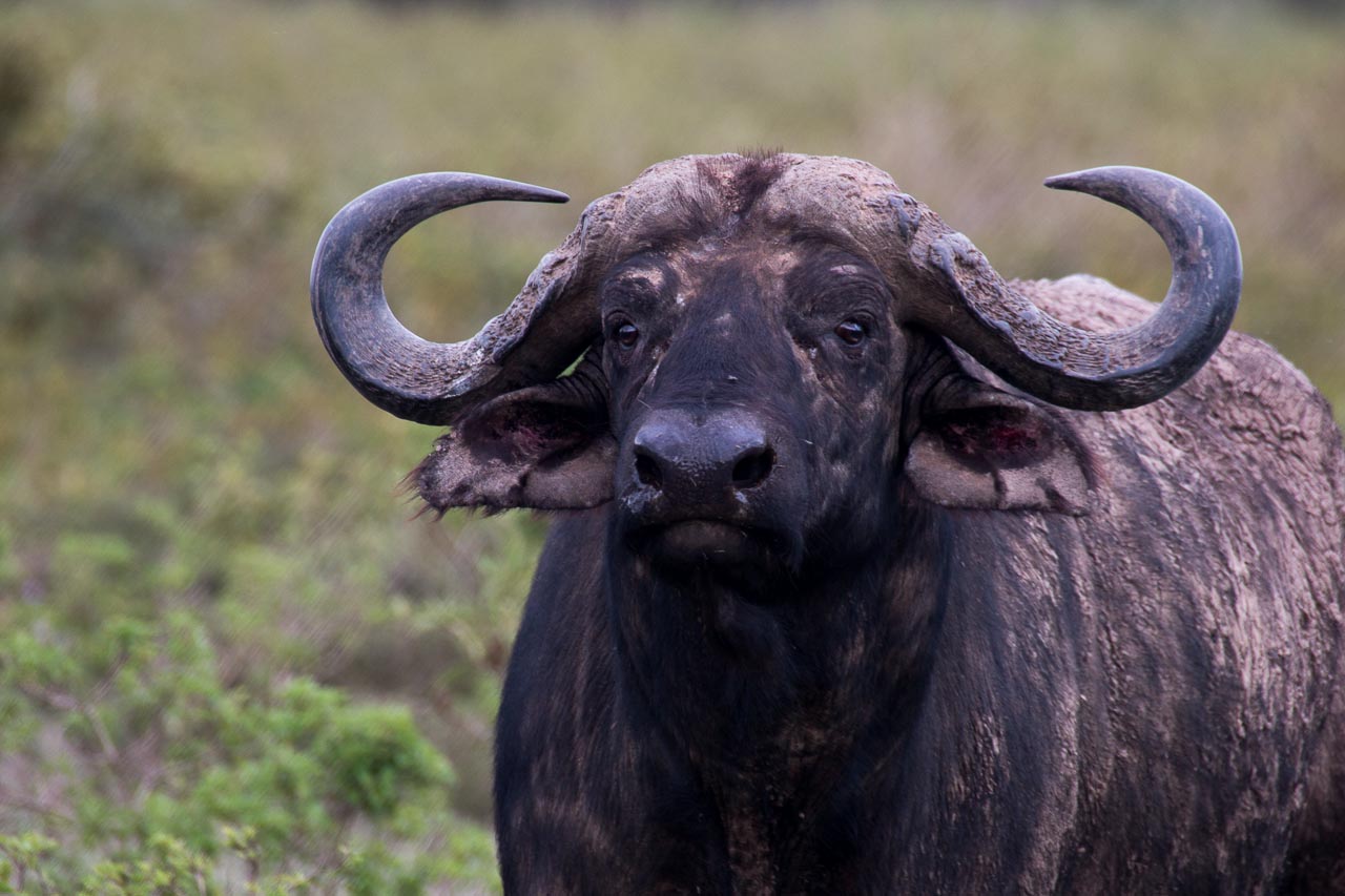 Wasserbüffel (7) Portrait mit großem Horn und Ohren