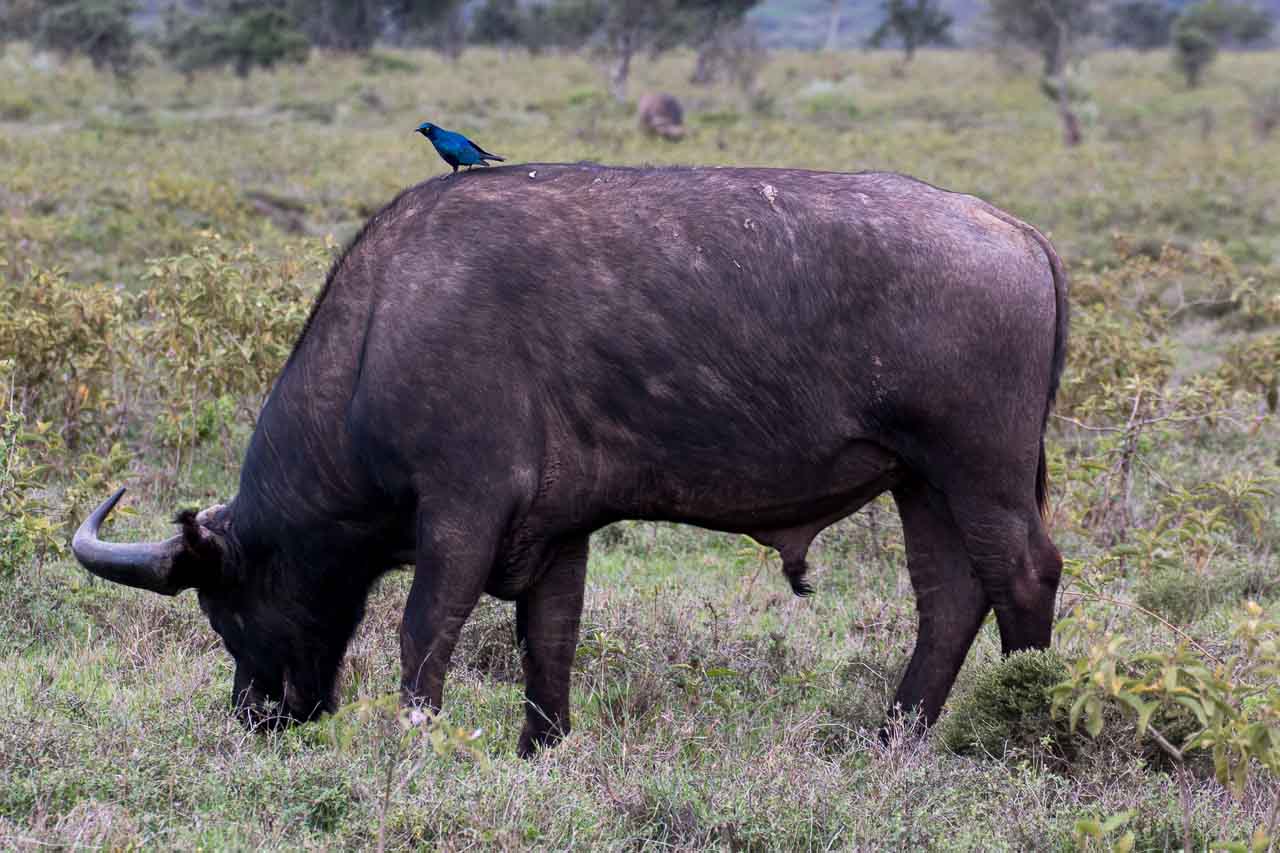 Wasserbüffel (8) mit blauem Vogel von der Seite beim Grasen