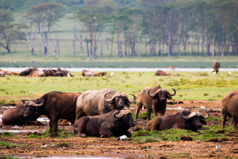 Wasserbüffel-Afrika-Lake-Nakuru