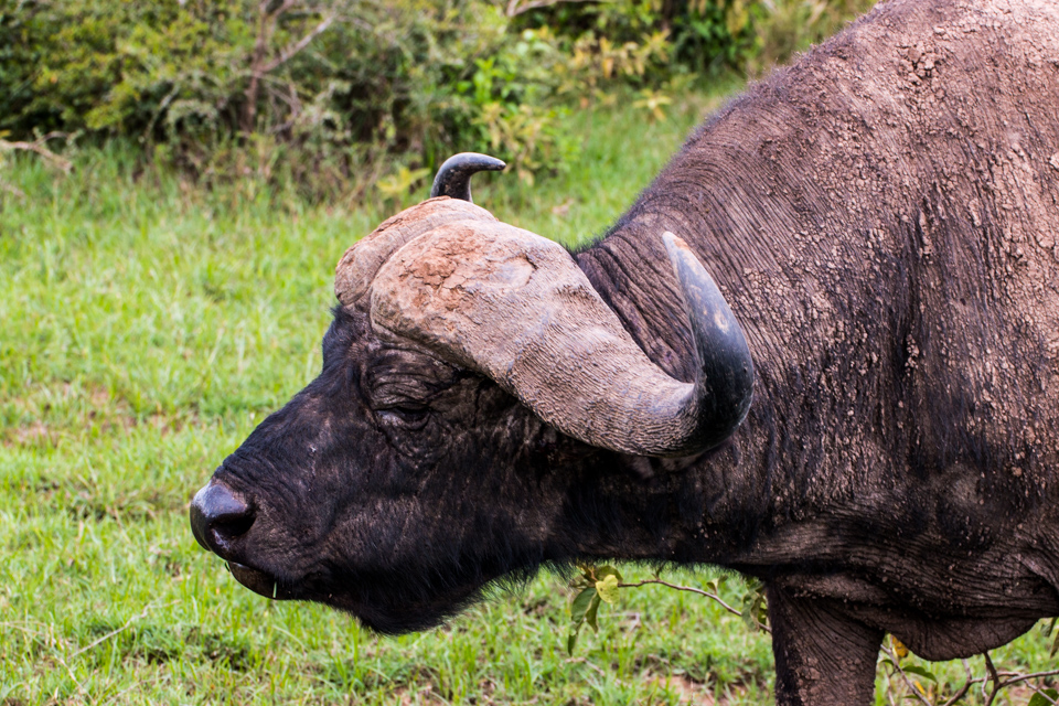 Wasserbüffel-Hörner-Afrika