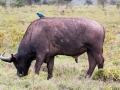 Blauer-Vogel-auf-Wasserbüffel