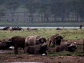 Wasserbüffel (1) Horde am See Lake Nakuru Nationalpark in Kenia Afrika