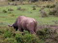 Wasserbüffel (3) Grasend mit Schlamm Lake Nakuru Nationalpark in Kenia Afrika