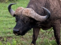 Wasserbüffel (5) Front Großaufnahme mit Horn in Kenia